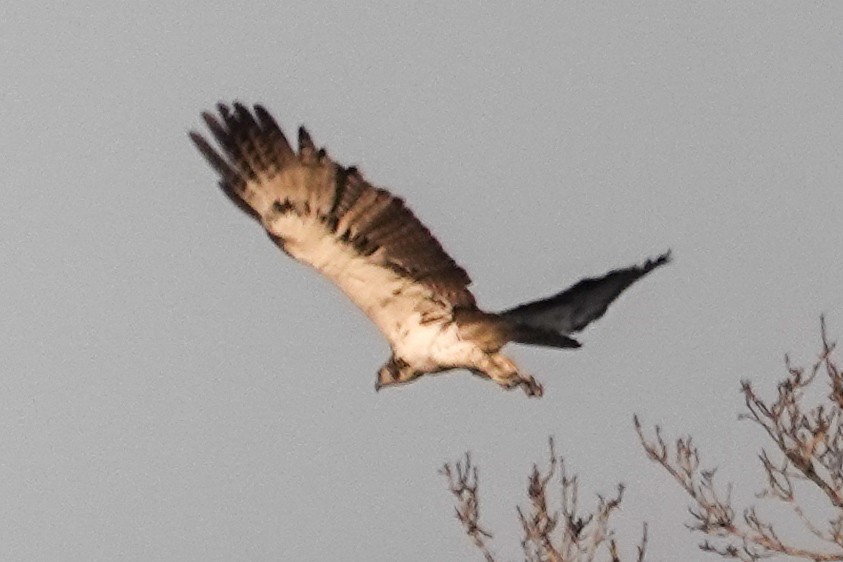 Martial Eagle - ML646396411
