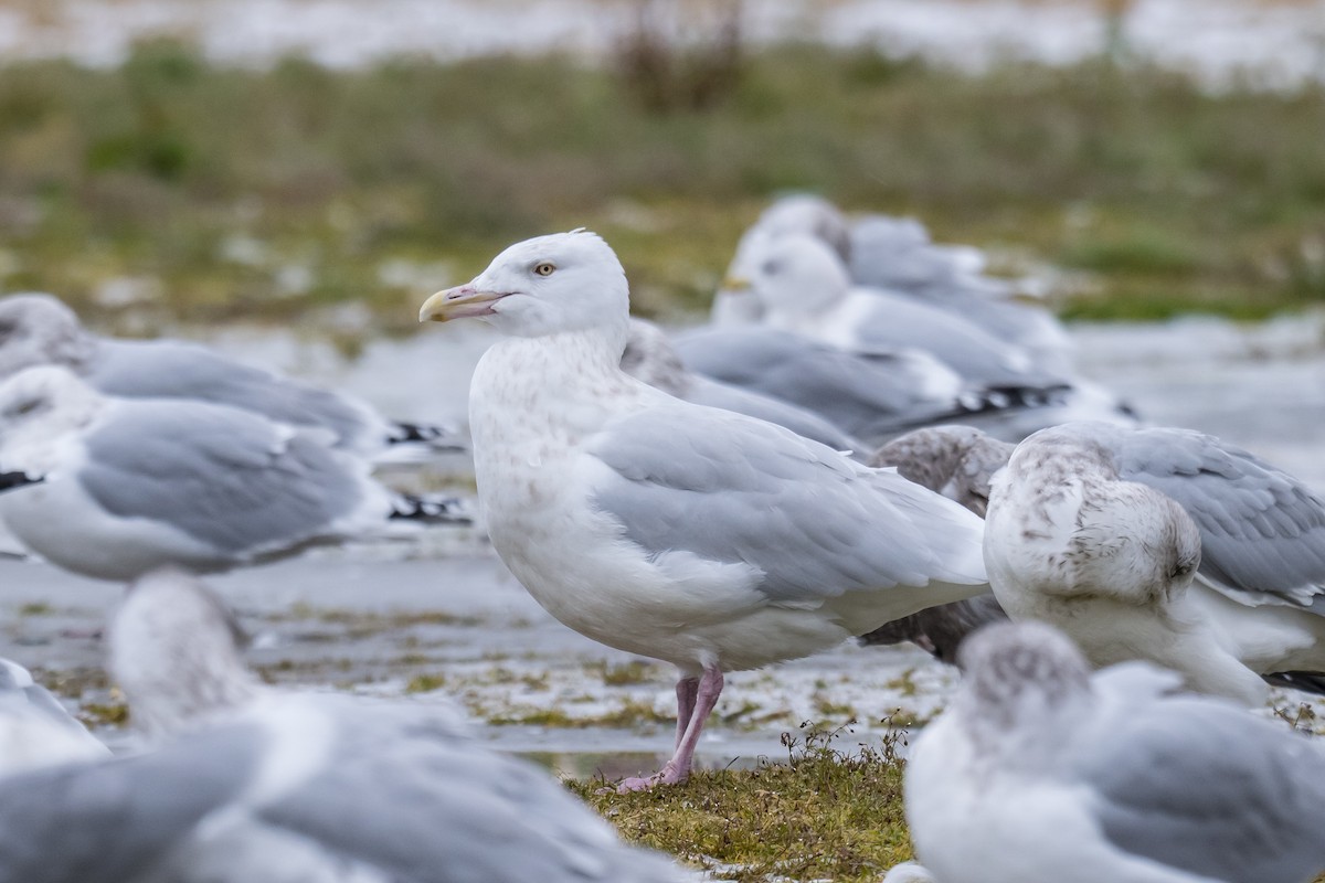 北極鷗 - ML646396412