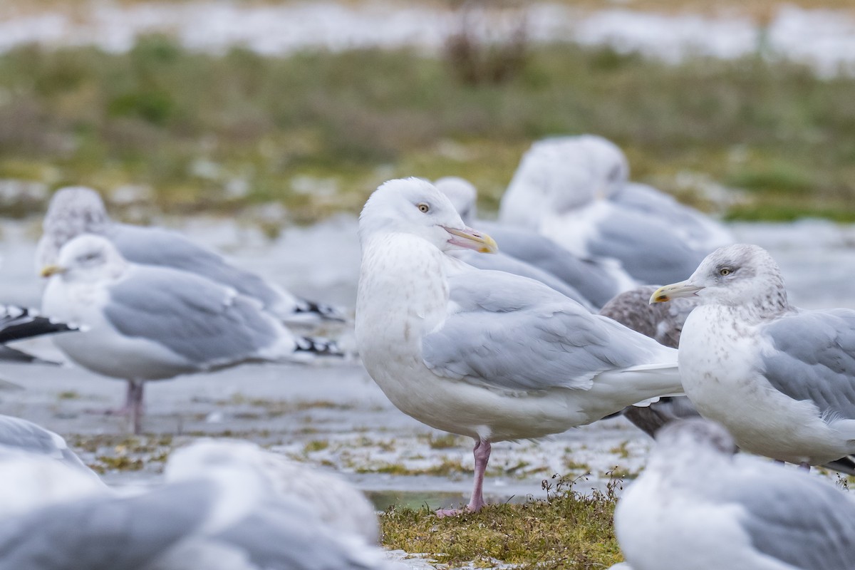 北極鷗 - ML646396413