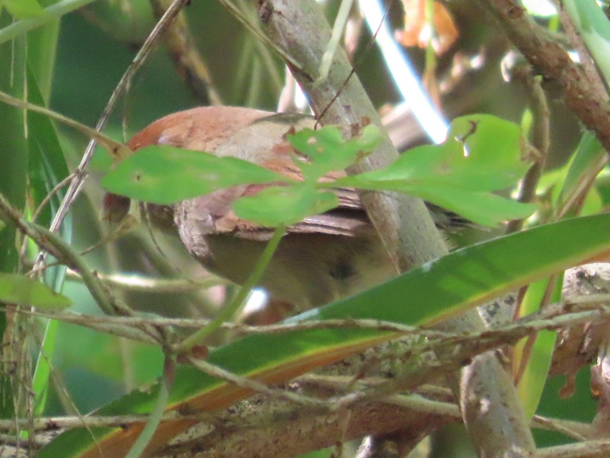 粉紅鸚嘴 - ML646396418