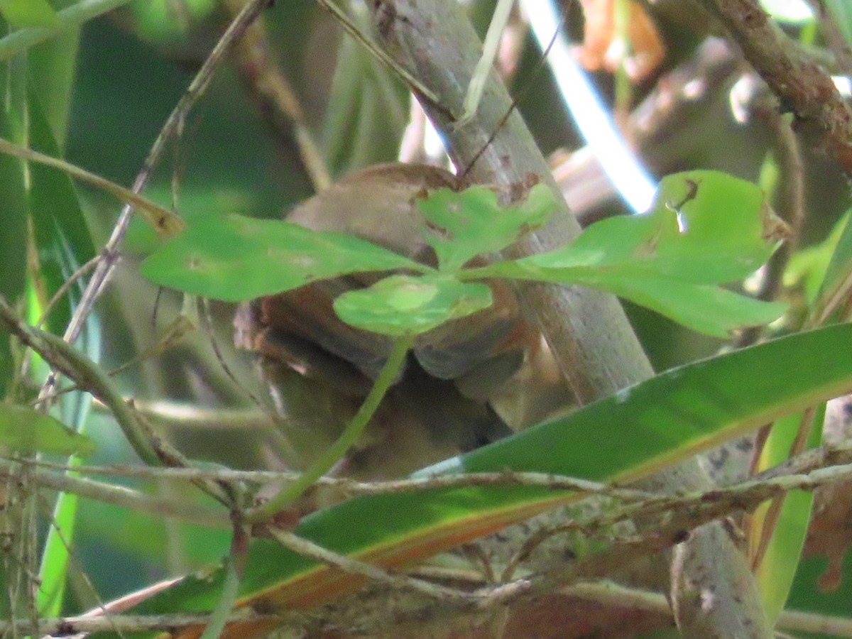 粉紅鸚嘴 - ML646396419