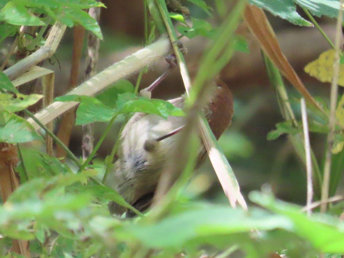 粉紅鸚嘴 - ML646396420