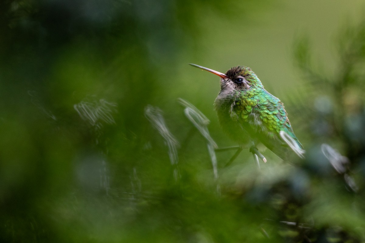 Glittering-bellied Emerald - ML646396421