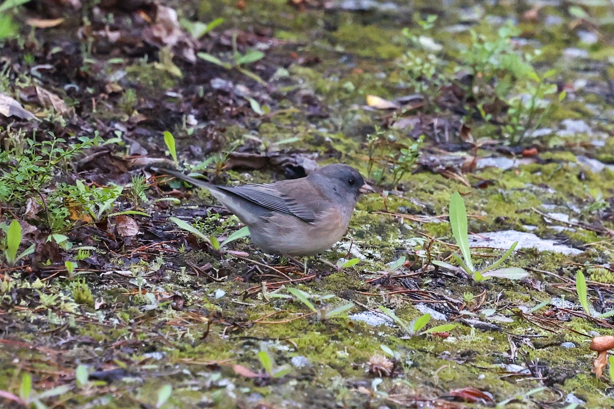 Dark-eyed Junco (Oregon) - ML646396422