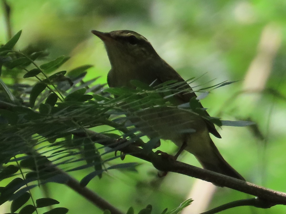 極北柳鶯 - ML646396423