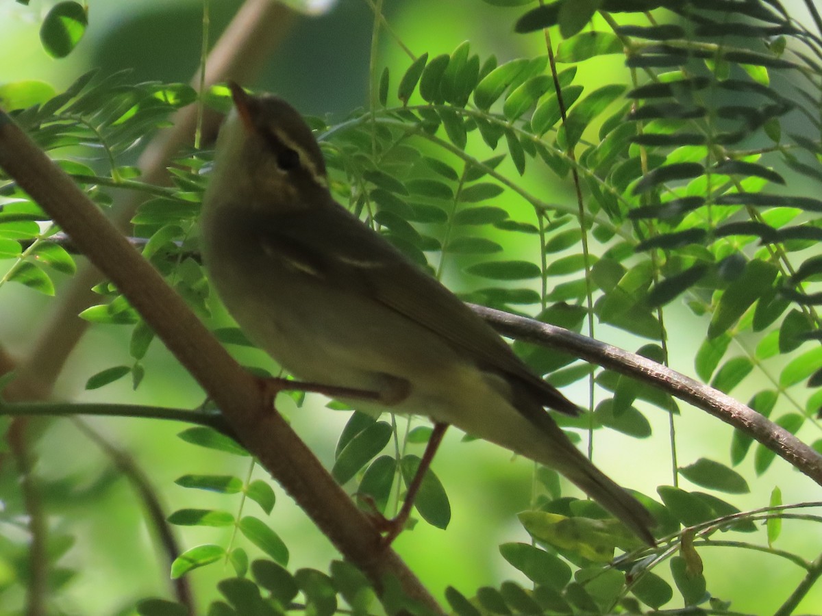 極北柳鶯 - ML646396424