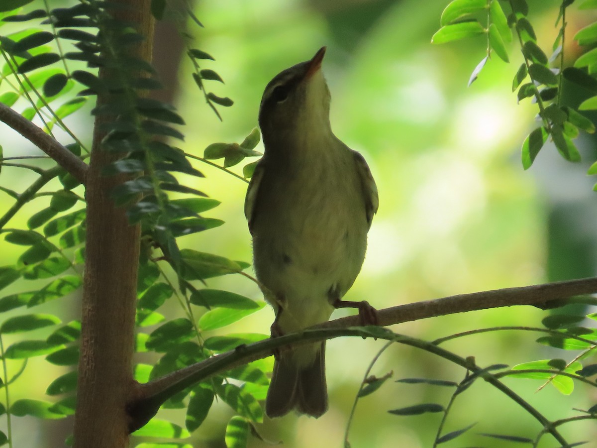 極北柳鶯 - ML646396425