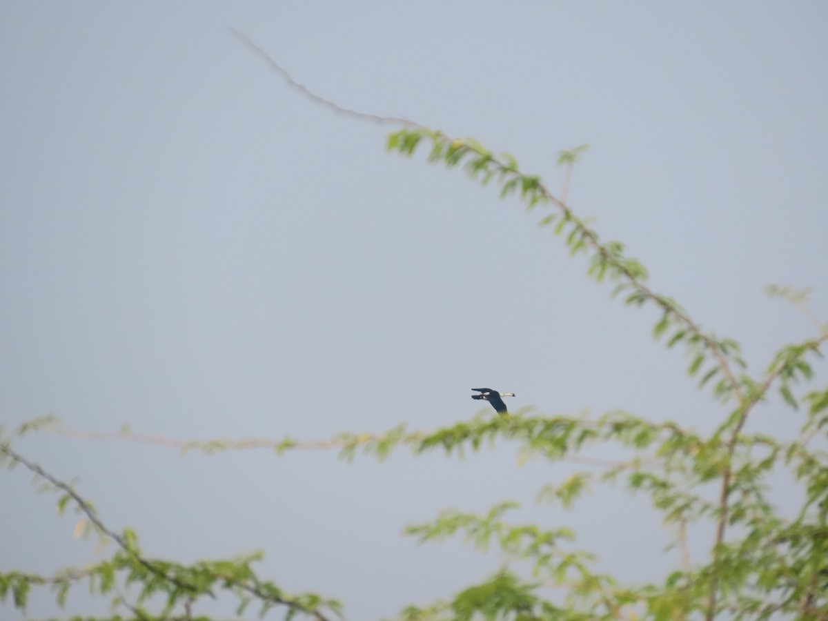 Knob-billed Duck - ML646396428