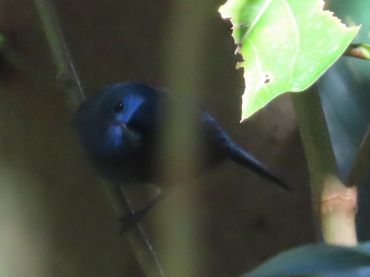 黑枕藍鶲 - ML646396429