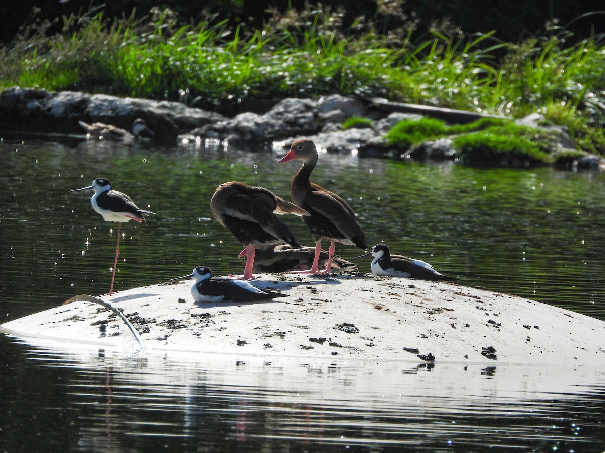 Black-bellied Whistling-Duck - ML646396430