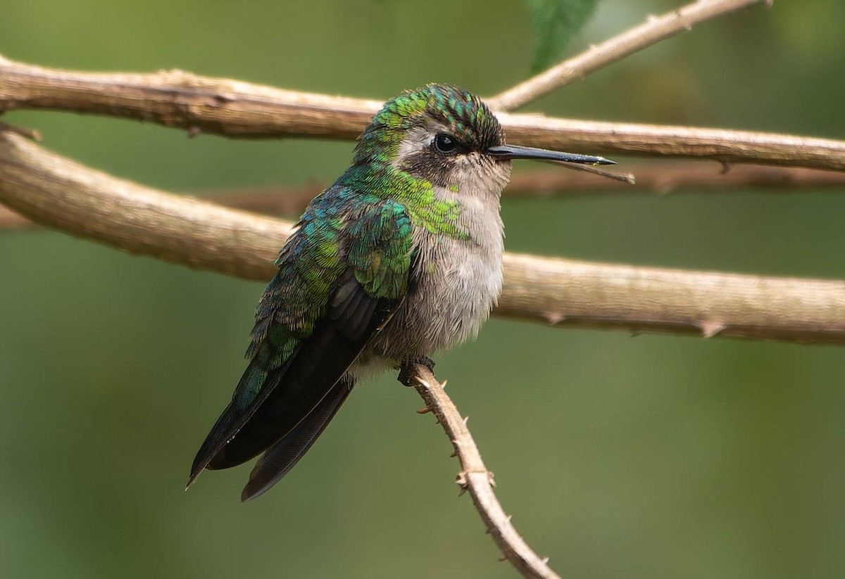 Glittering-bellied Emerald - ML646396431