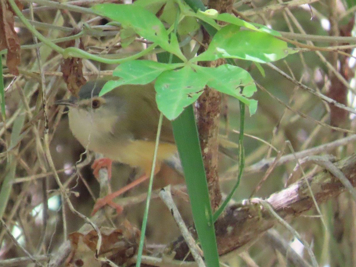 灰頭鷦鶯 - ML646396432