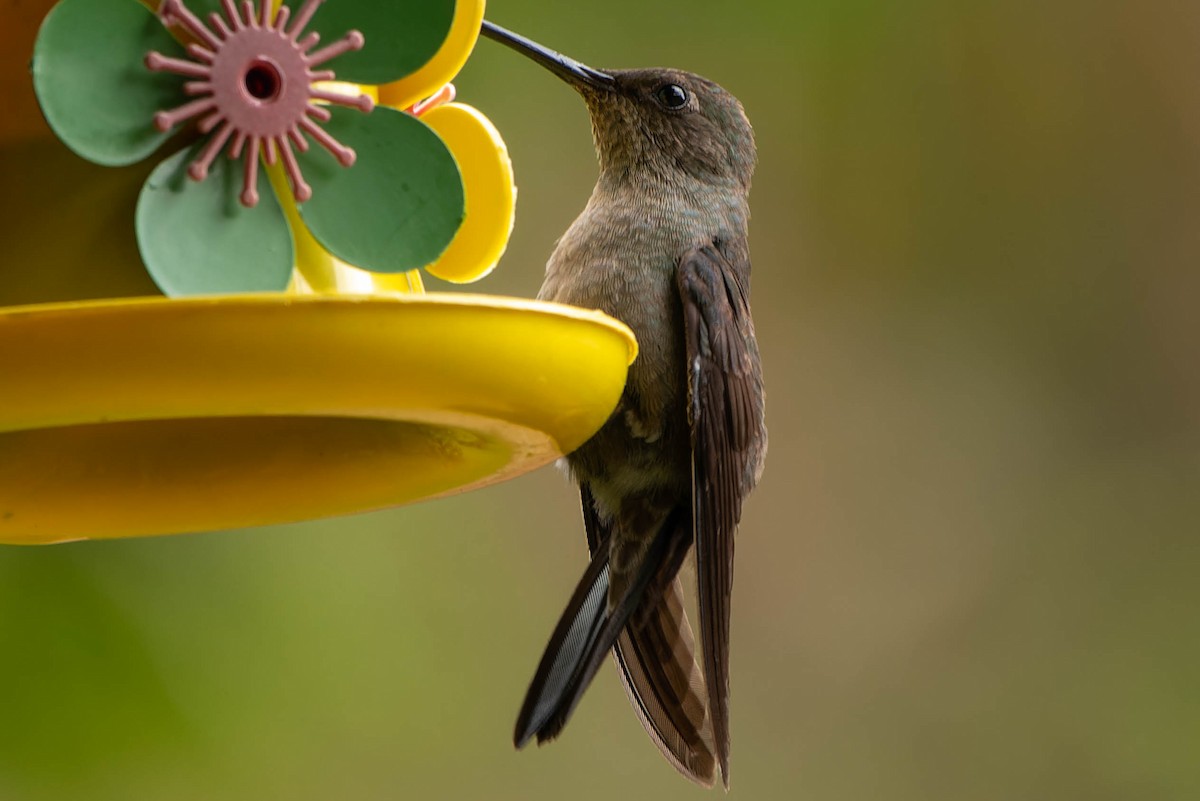 Sombre Hummingbird - ML646396433