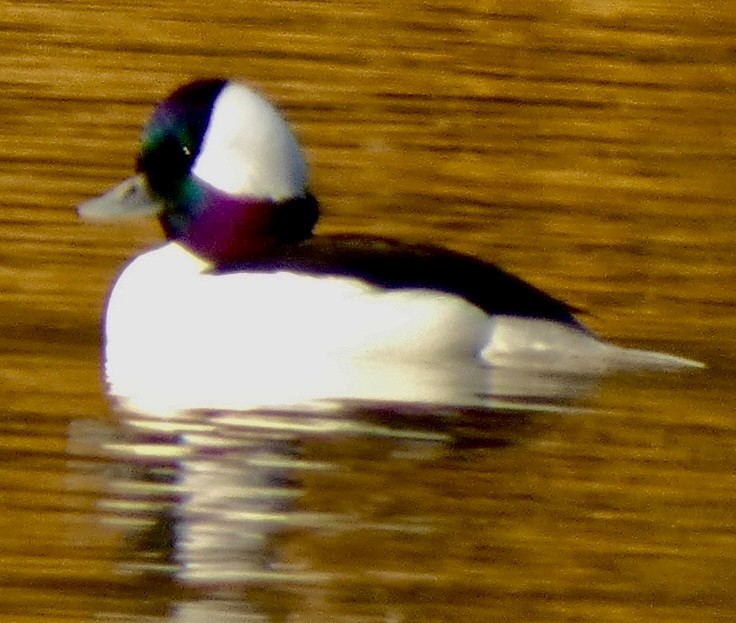 Bufflehead - ML646396434
