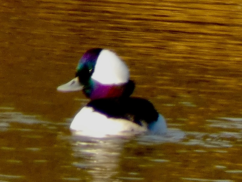 Bufflehead - ML646396435