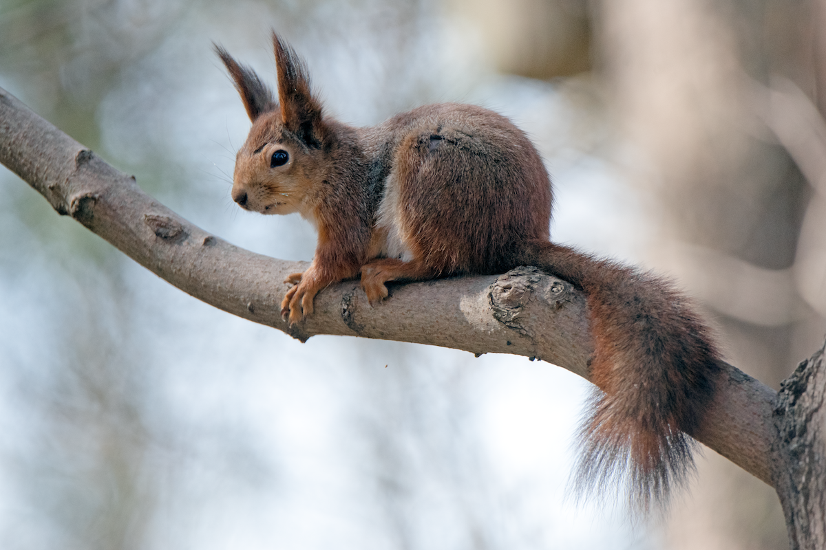 Eurasian Red Squirrel - ML646396438