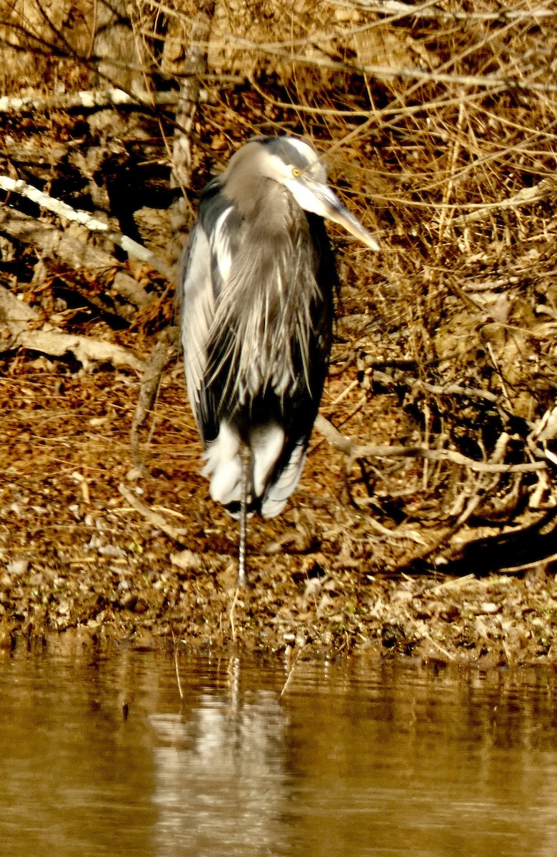 Great Blue Heron - ML646396440