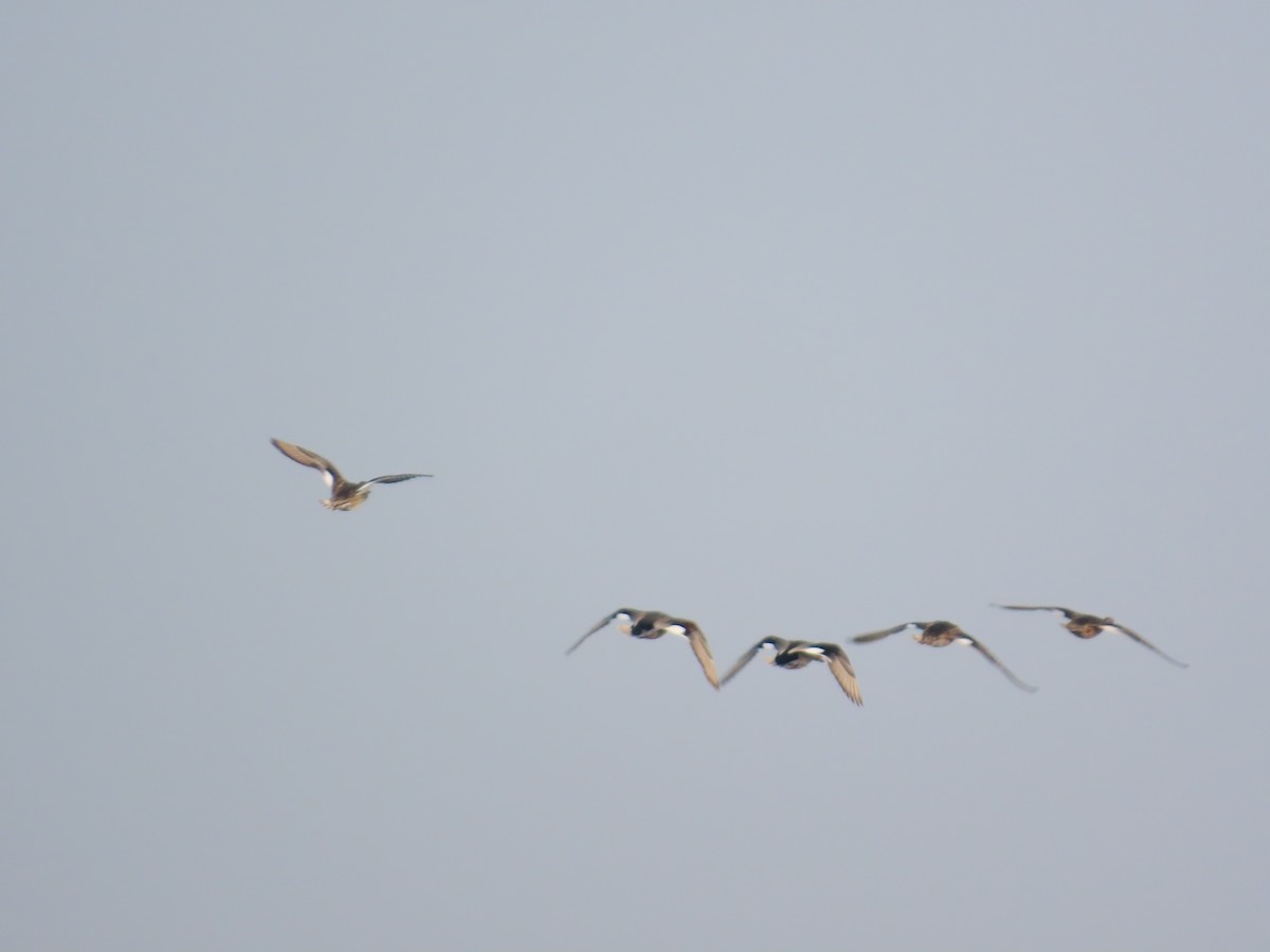 Бор нугас - ML646396441