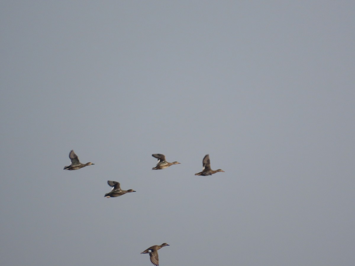 Бор нугас - ML646396442