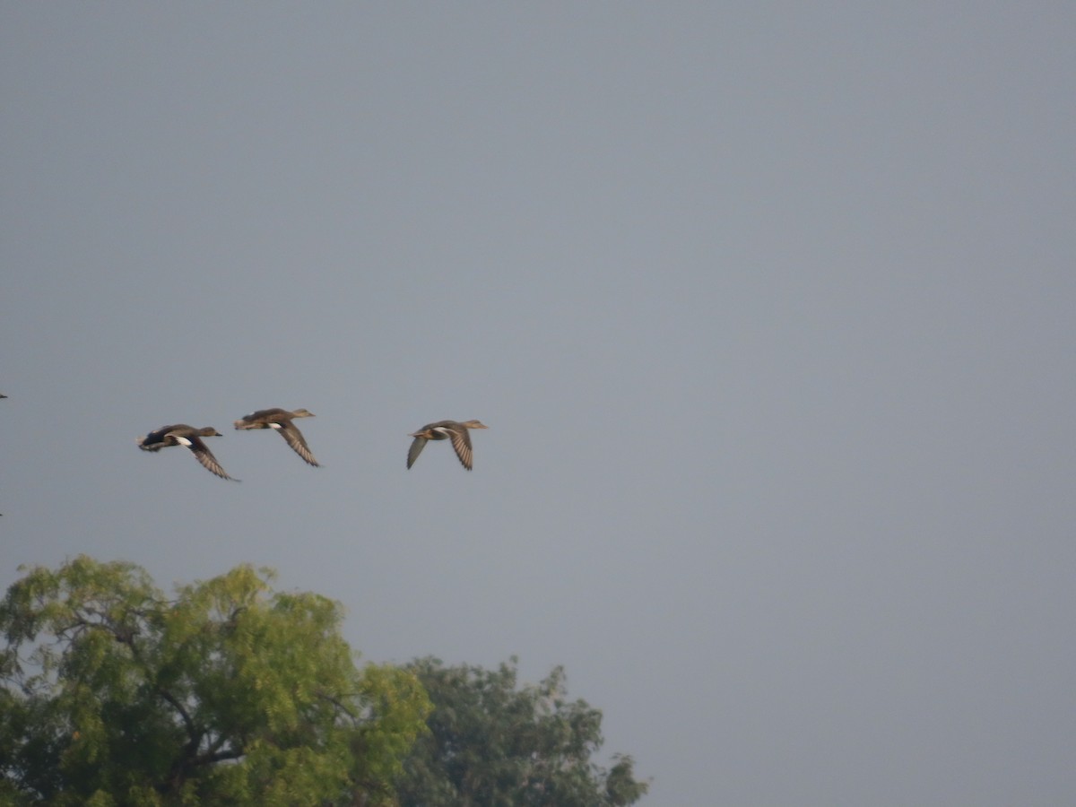 Бор нугас - ML646396443