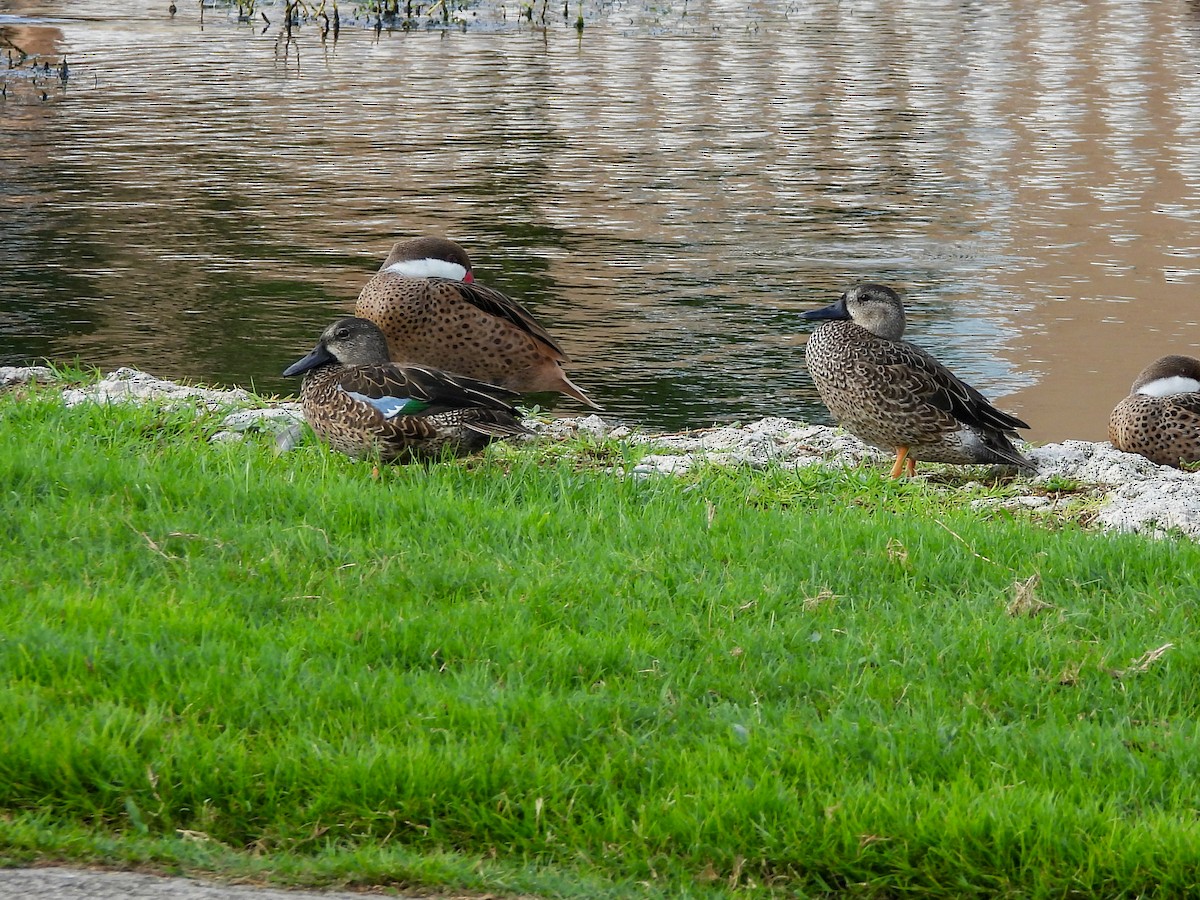 Blue-winged Teal - ML646396444