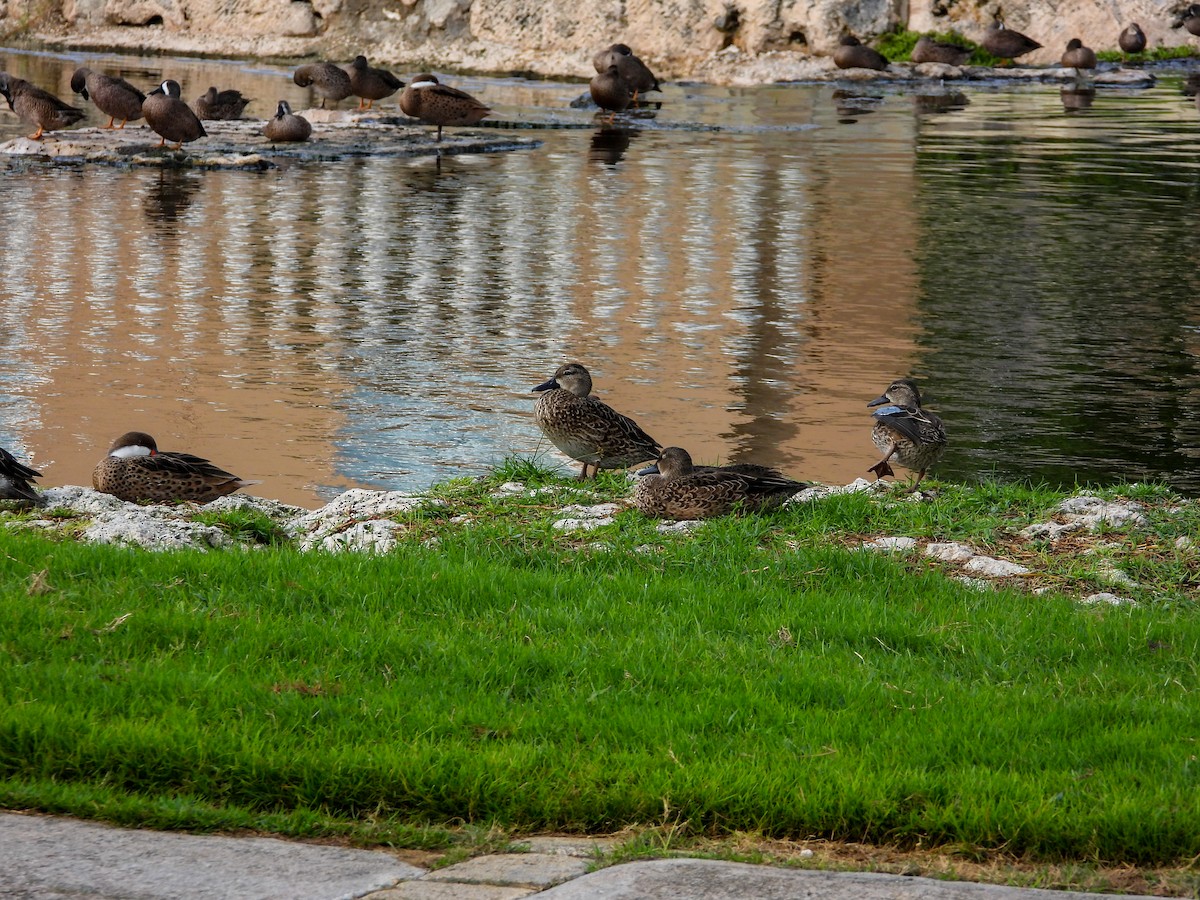 Blue-winged Teal - ML646396445