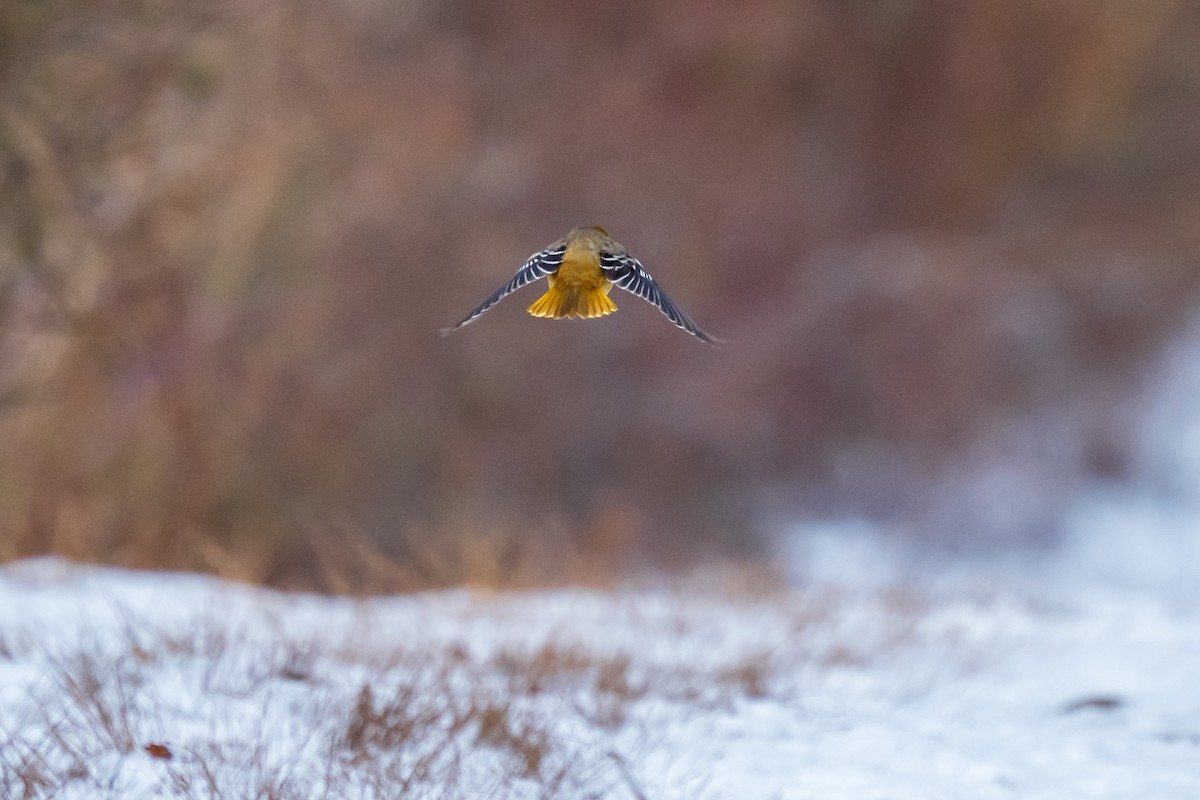 passerine sp. - ML646396446