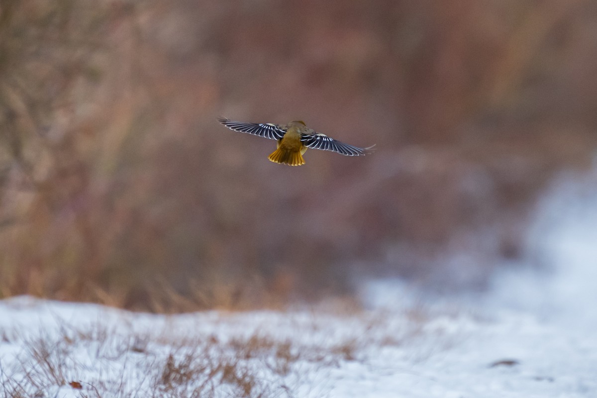 passerine sp. - ML646396447