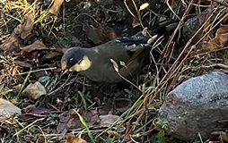 Variegated Laughingthrush - ML646396448