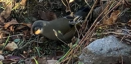 Variegated Laughingthrush - ML646396449