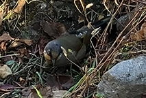 Variegated Laughingthrush - ML646396450