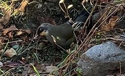 Variegated Laughingthrush - ML646396451