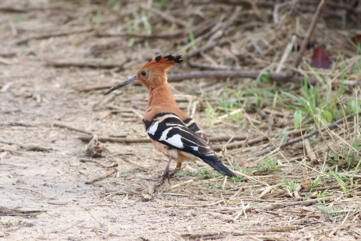 Common Hoopoe - ML646396454