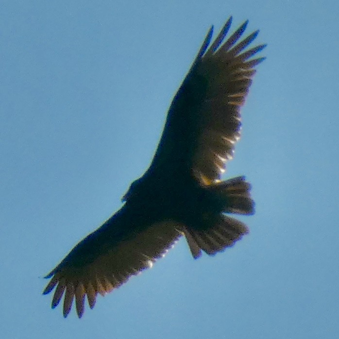 Turkey Vulture - ML646396455