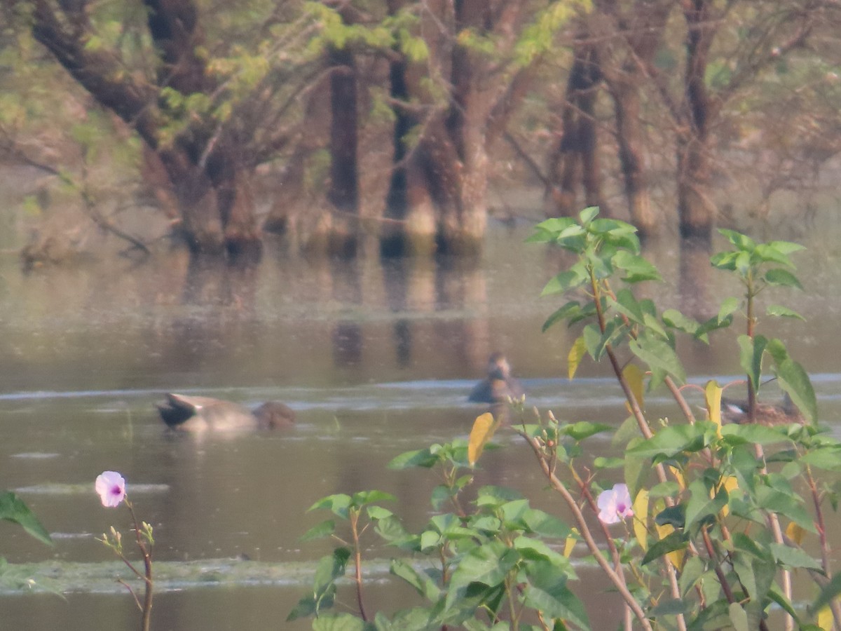 Бор нугас - ML646396456