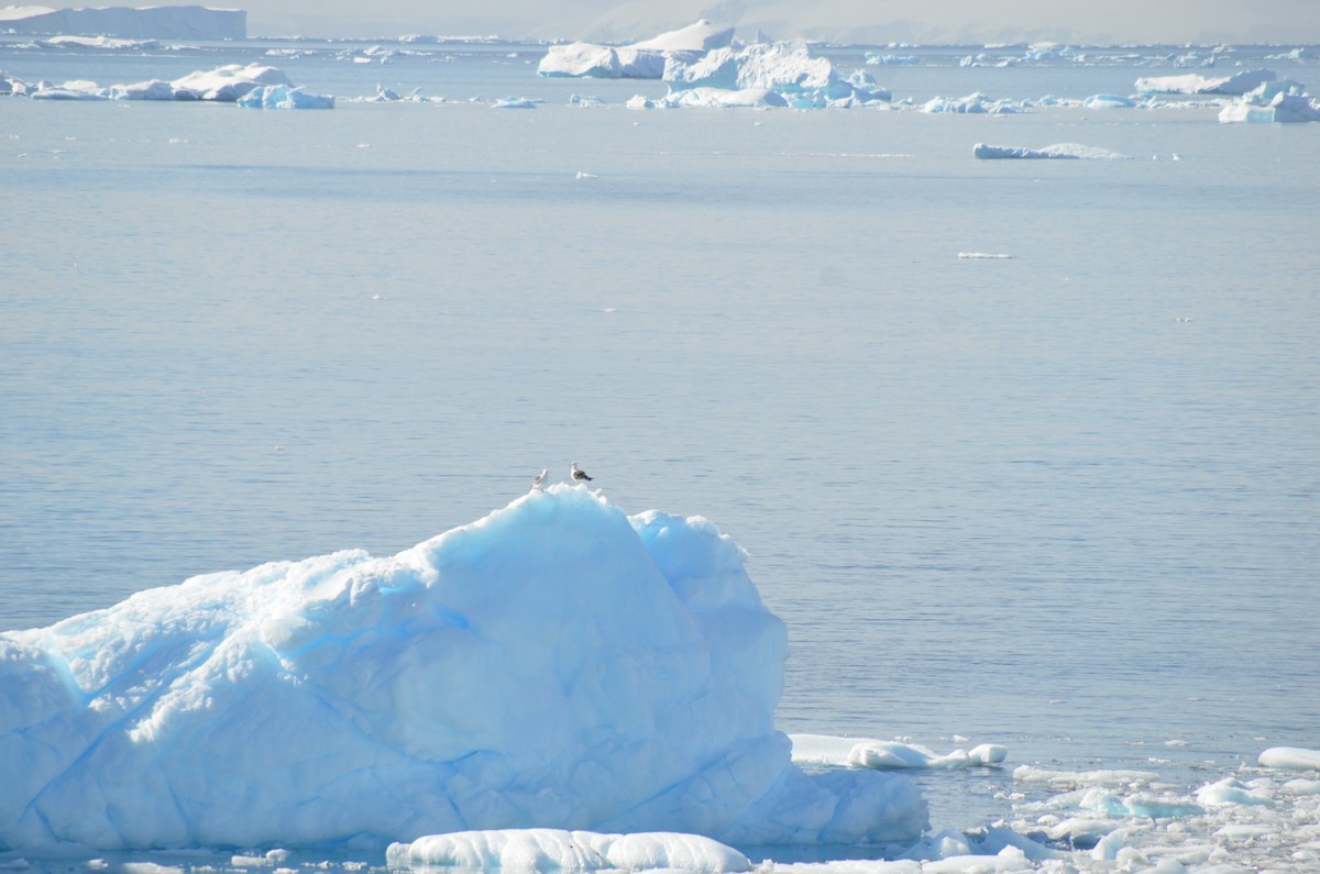 taremåke - ML646396457