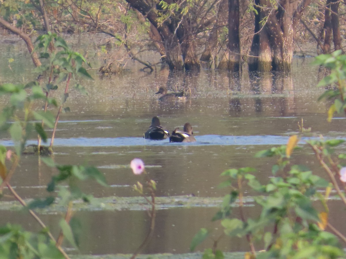 Бор нугас - ML646396458