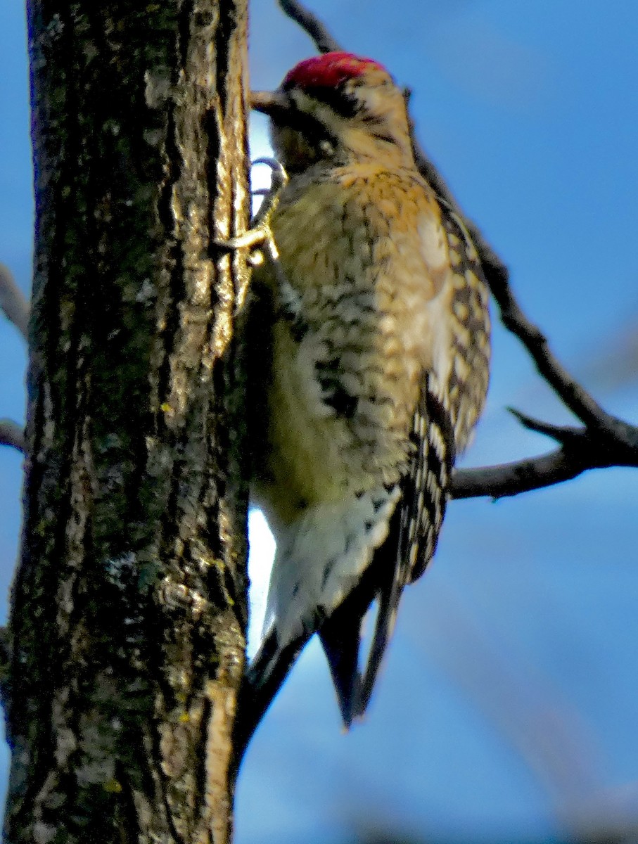 Yellow-bellied Sapsucker - ML646396462
