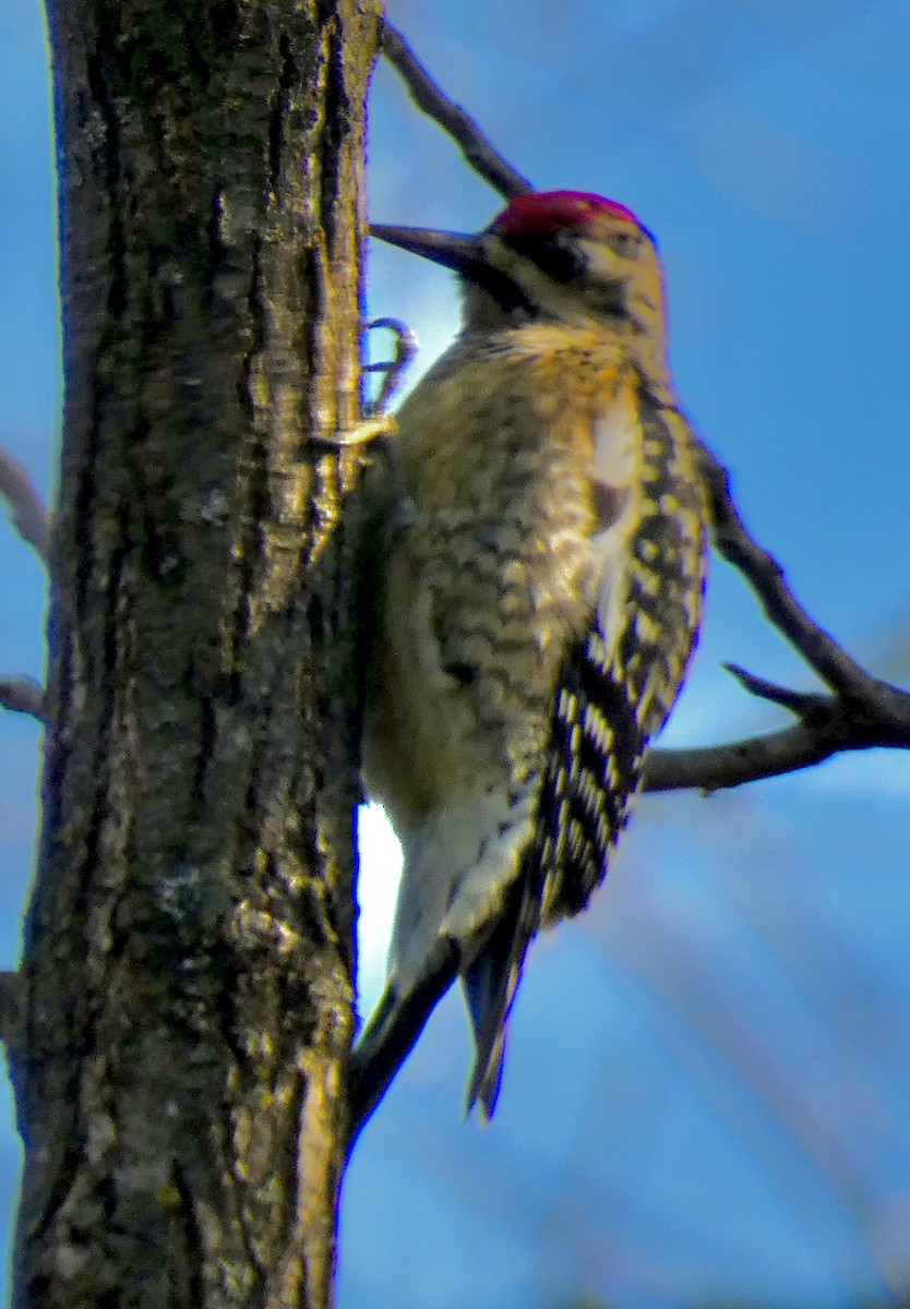 Yellow-bellied Sapsucker - ML646396463