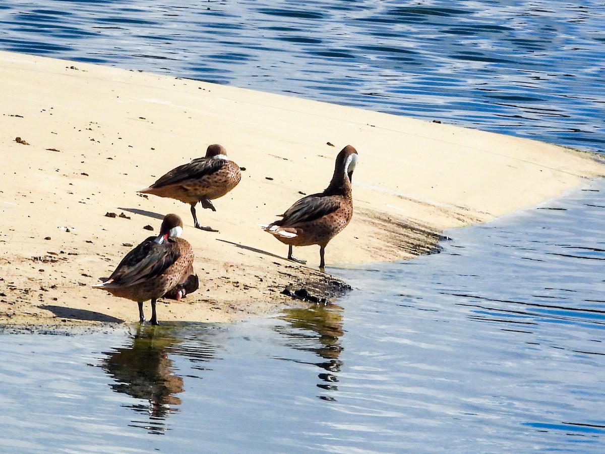 White-cheeked Pintail - ML646396467