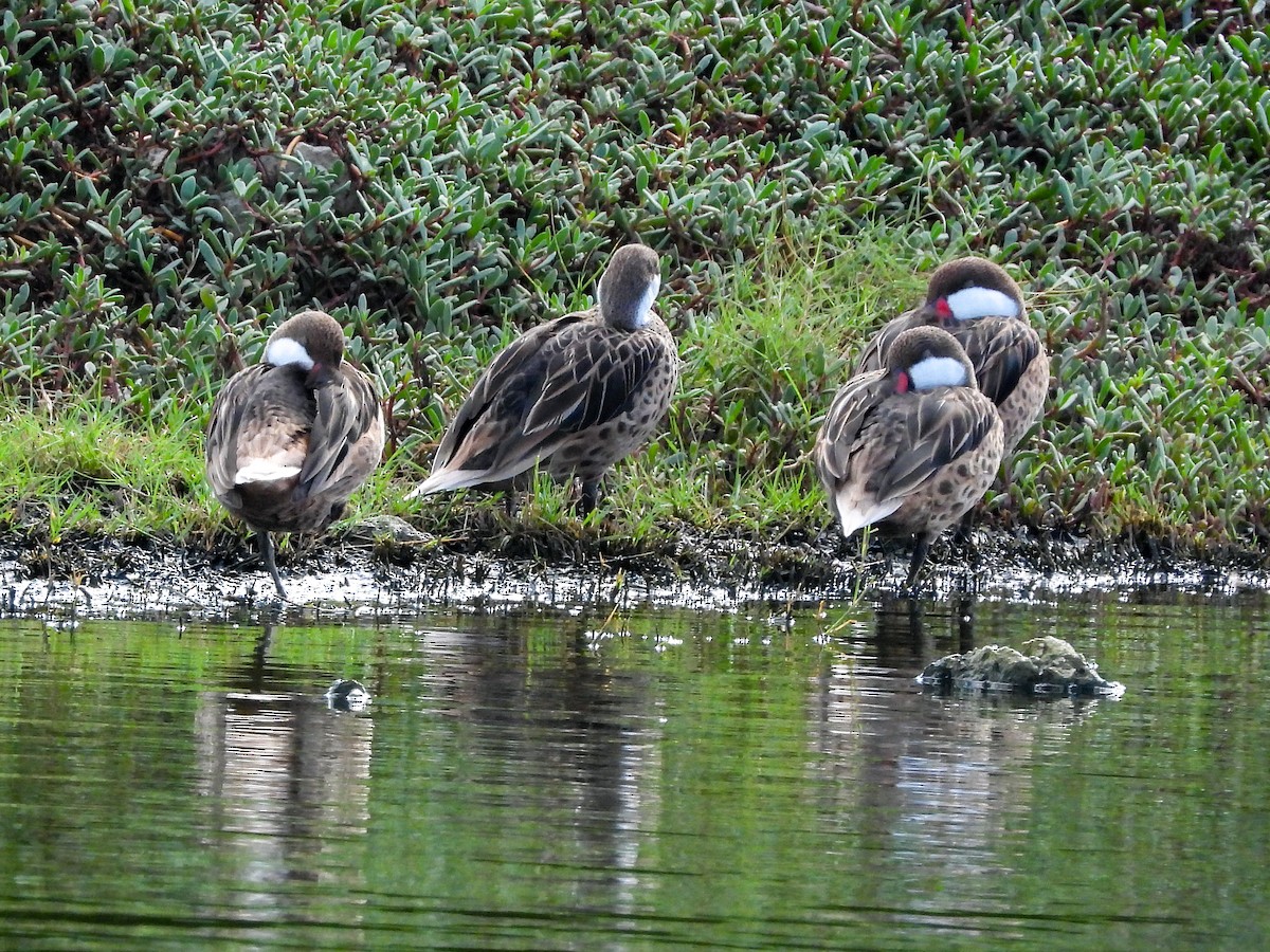 White-cheeked Pintail - ML646396468