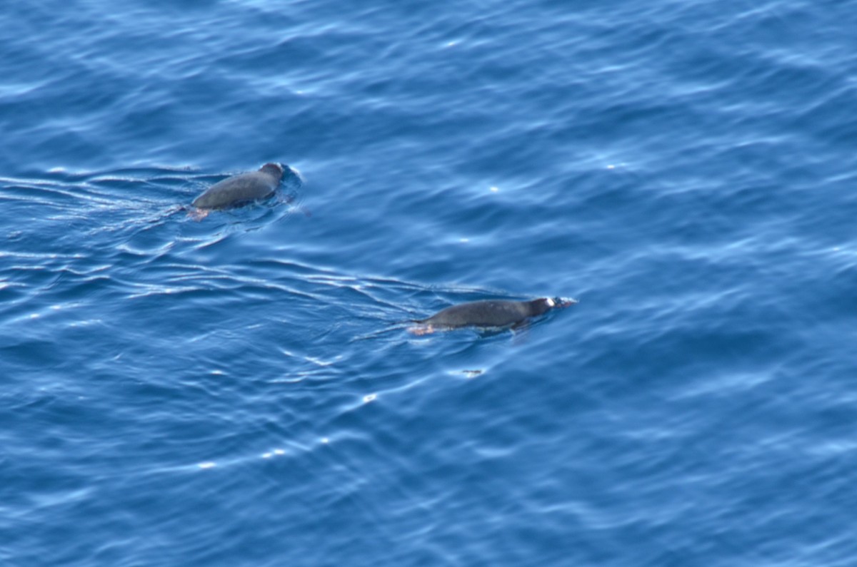 bøylepingvin - ML646396474