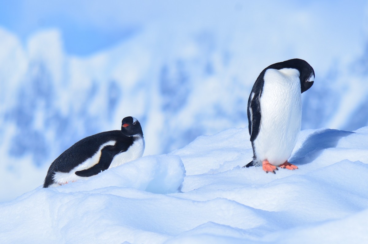 bøylepingvin - ML646396475