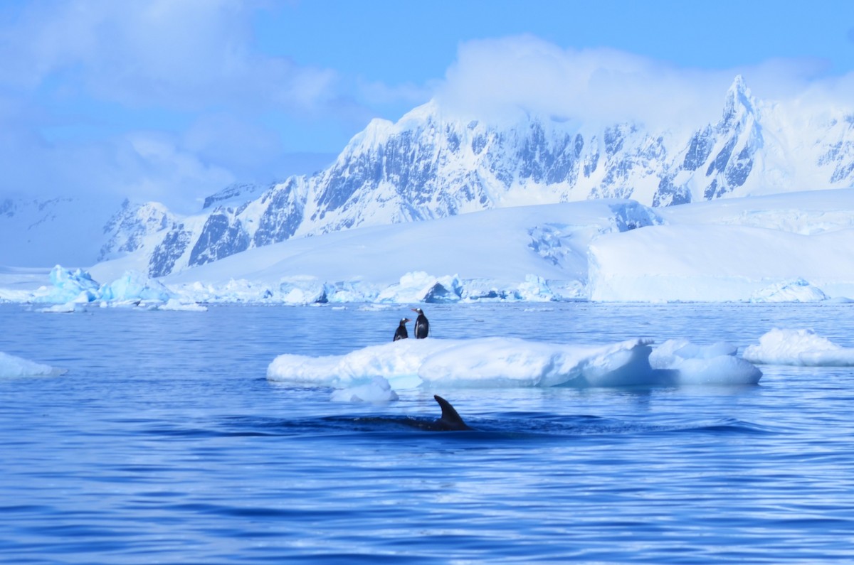 bøylepingvin - ML646396476