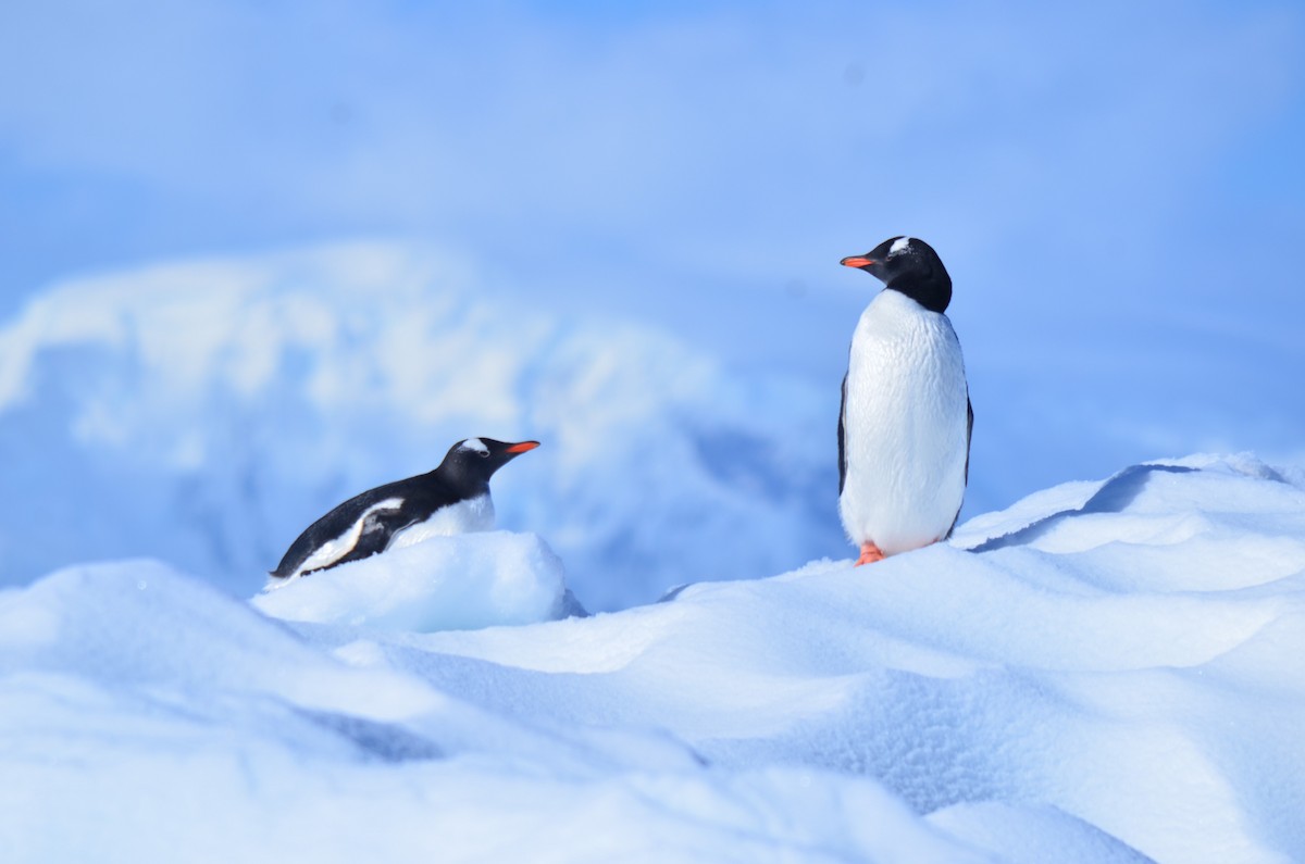 bøylepingvin - ML646396477