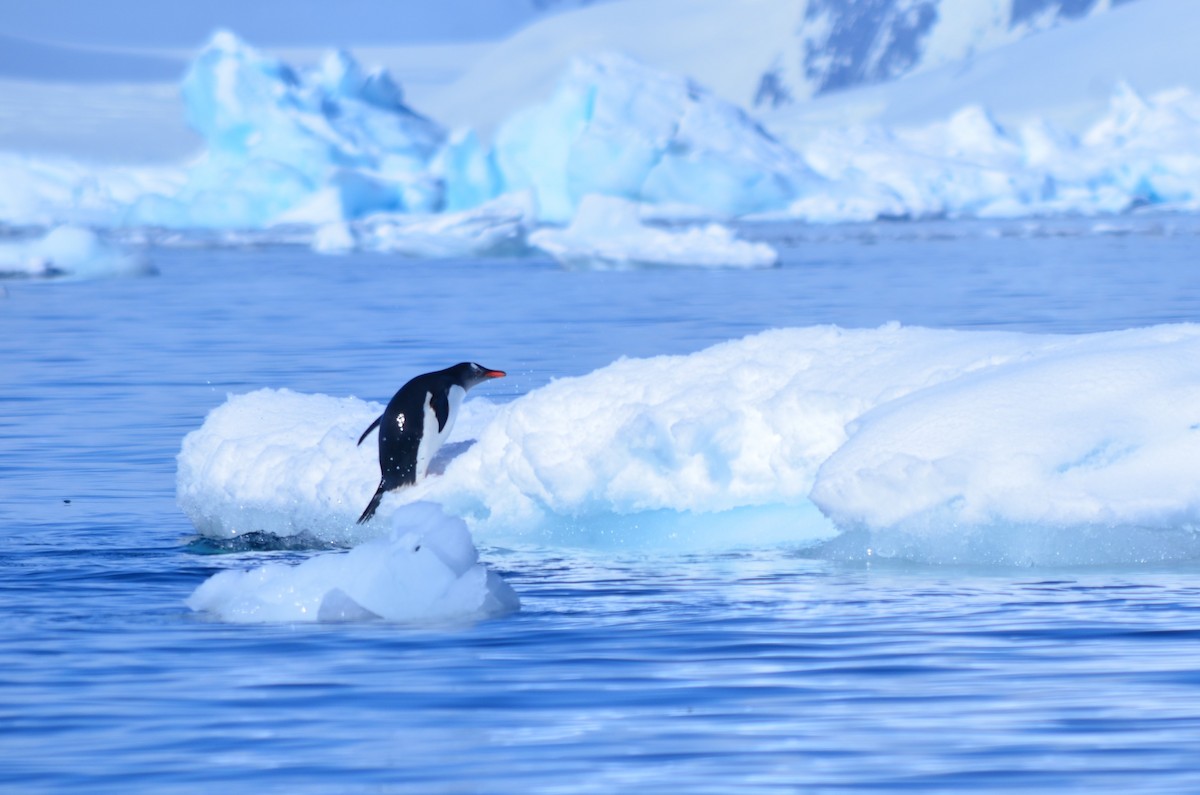 bøylepingvin - ML646396478