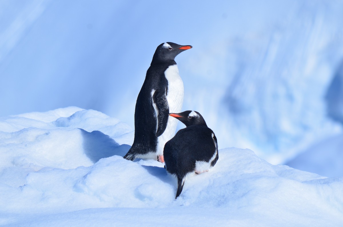 bøylepingvin - ML646396479