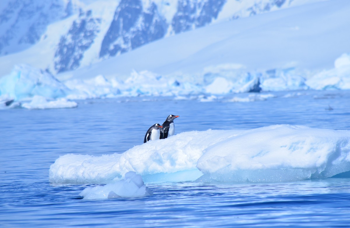 bøylepingvin - ML646396480