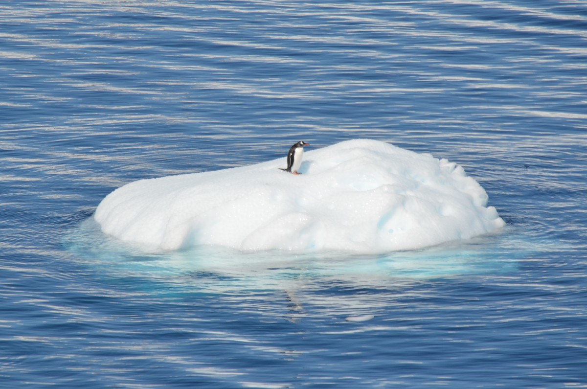 bøylepingvin - ML646396481