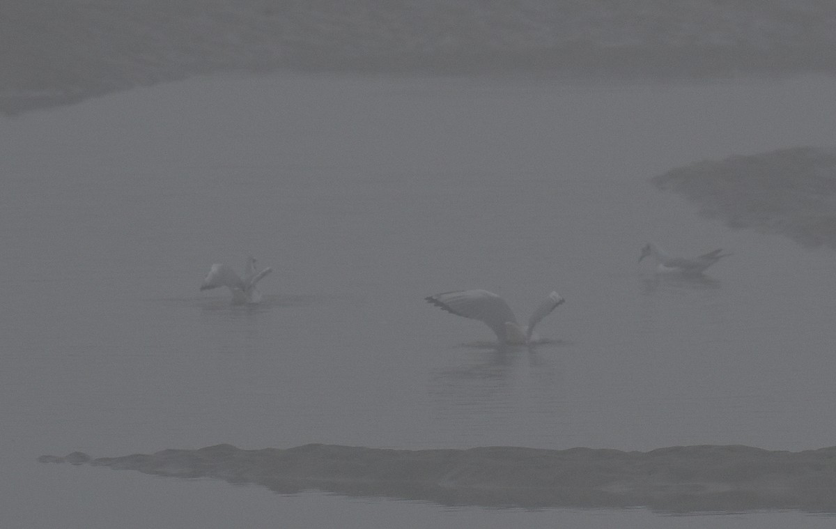 kanadahettemåke - ML646396482